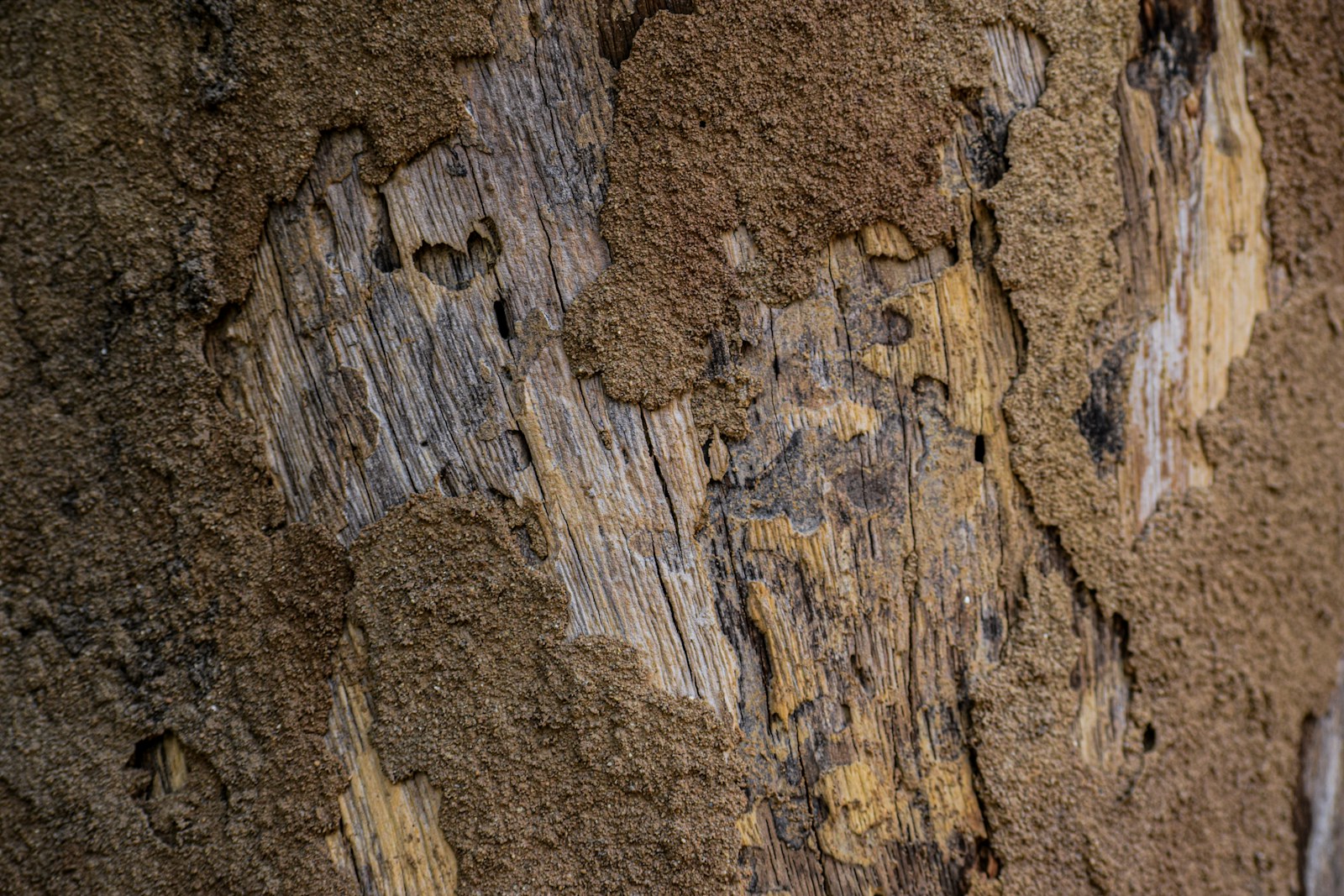 Close view of wood texture and termite-associated surface damage