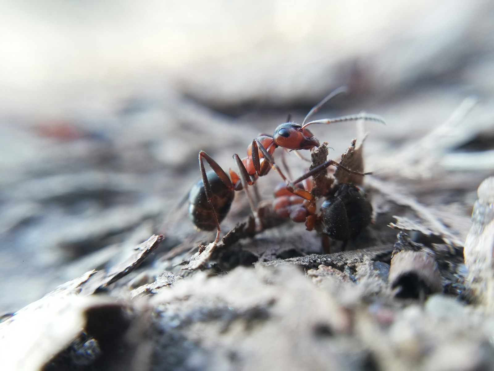 A close-up ant moving across a wood surface